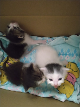 3週間くらいの白ぶちちゃん