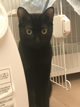 クロネコちゃんならここですよ2