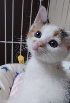 可愛い三毛猫の桃ちゃん