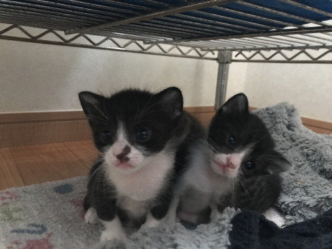 鼻に黒点のハチワレ君