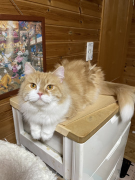 私はメイ様!猫じゃらしは3本よろしくね♡