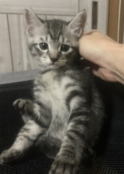 元気いっぱい サバトラ男の子⭐︎