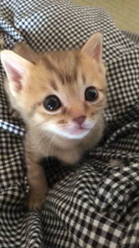 愛らしいキジトラくん!