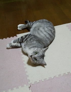 素敵な里親さんに迎えていただきました!