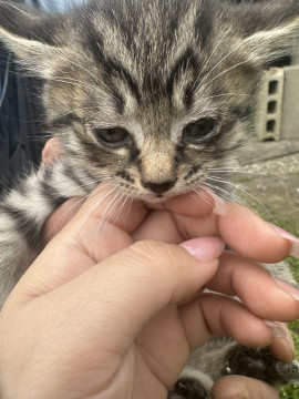短い鍵しっぽキジトラちゃん