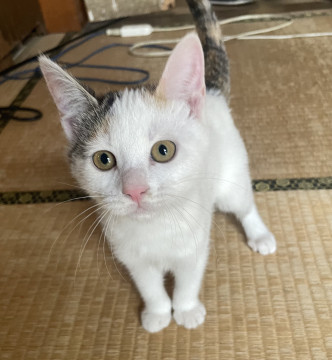 元気な三毛猫