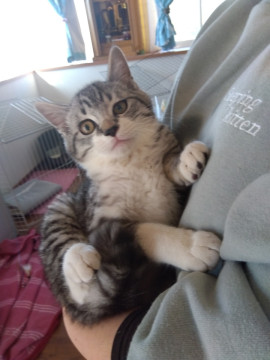 少ないサバトラです