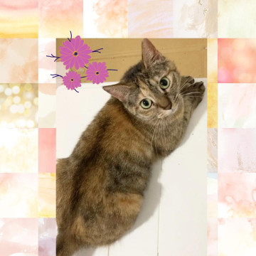 絵本「なまえのないねこ」に似た猫さん