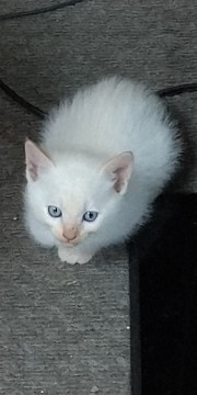眉毛がある白ピンクベージュのねこちゃん
