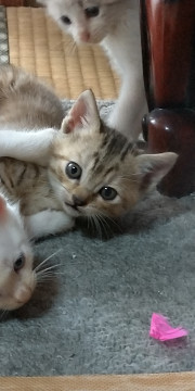 きれいな模様のさびトラ