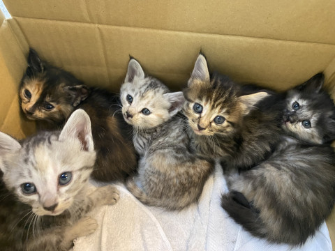 美猫5姉妹♪