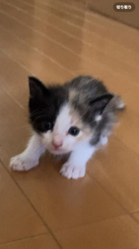 きょうだい猫‼️三毛猫ちゃん❣️