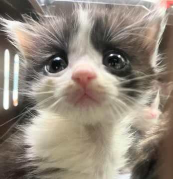 ハチワレ、きじとら、きじしろ、可愛い子猫