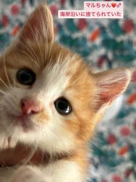 現在1ヶ月半。茶白の子猫男の子。