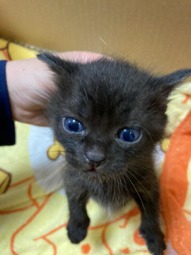首元が白い子猫ちゃん