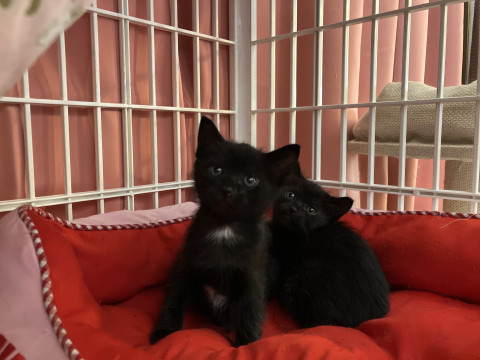 福を呼ぶ黒猫1ヶ月