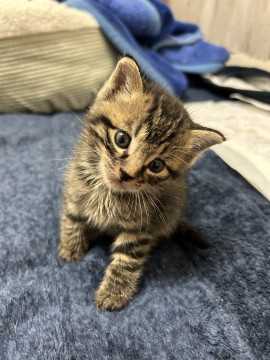 猫]宮城県の里親募集 可愛いキジトラちゃん