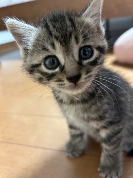 可愛いキジトラちゃん