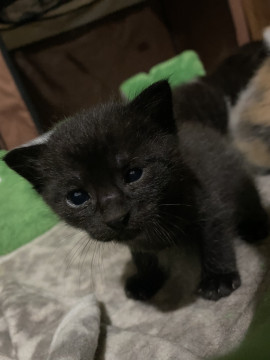 子熊みたいなブラックスモークの子猫