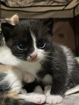 大きなお目目の黒白子猫
