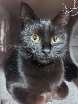 真っ黒デレデレ黒猫ちゃん