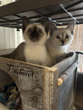 2ヶ月シャム系の兄妹