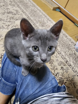 可愛いグレ三兄弟の子猫ちゃんです。