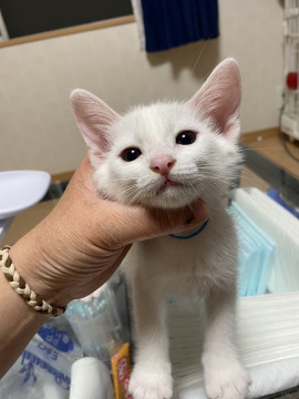 白黒兄弟のツナくん