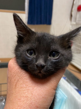 白黒兄弟唯一の黒猫こんぶくん