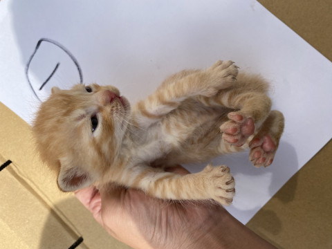 可愛い茶トラ オス 生後二週間