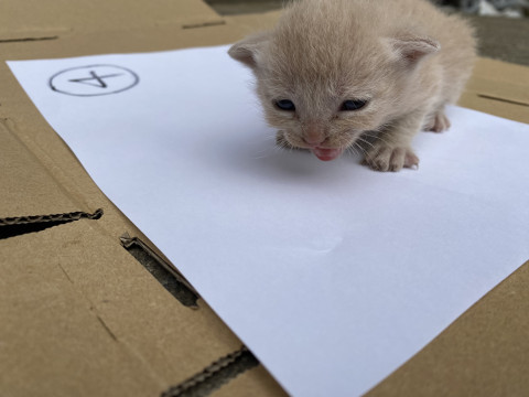 可愛いミルクティー オス
