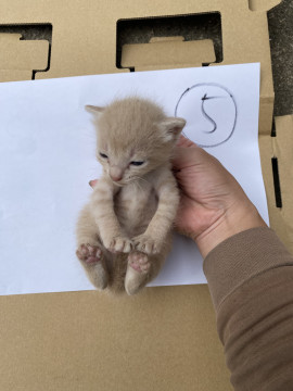 可愛いミルクティー メス