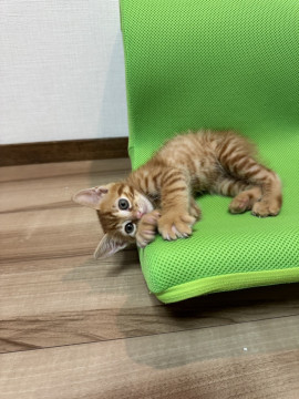 ひとりぼっちの茶トラちゃん