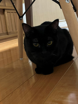 大人しい黒猫さん