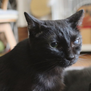 多頭飼育崩壊レスキュー!甘えん坊つばめ