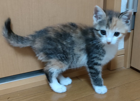 かわいい子猫
