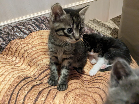 ちびママちゃんのかわいい子猫4きょうだい