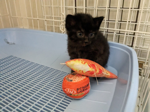 ちびママちゃんのかわいい子猫4きょうだい