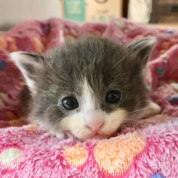 ぬいぐるみみたいなモフモフだんごクン