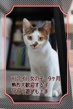 しつこいくらい愛想良し