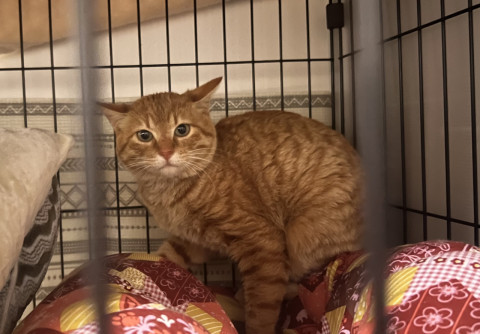 猫]新潟県の里親募集 イケニャン茶トラ 恐らく1歳未満