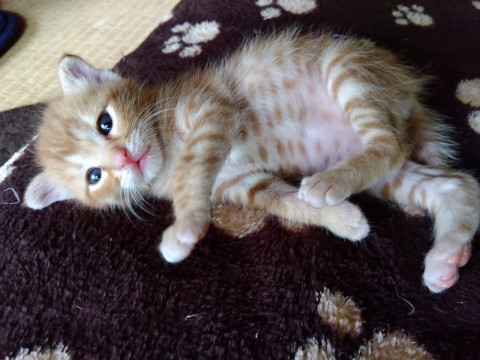 おっとり子猫