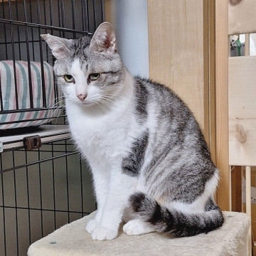 猫付き合いが上手❤️サバ白パステル