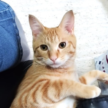 超超甘えん坊の茶トラくん