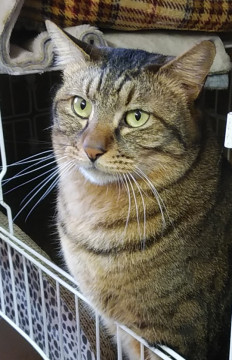 身体だけ超大物！でも優しい雉トラ男子