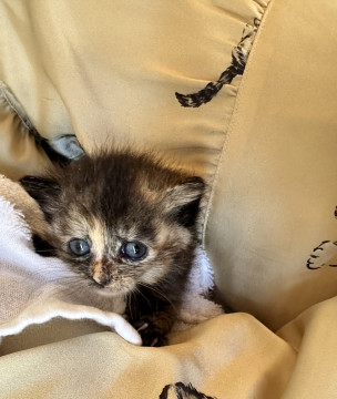 甘えん坊でくっついて離れないサビちゃん