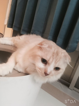 甘えん坊