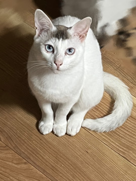 ブルーアイの白猫くん