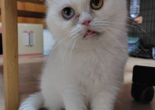 エキゾチック(ΦωΦ)猫♥りんりんちゃん・里親様募集(ΦωΦ)♥猫 