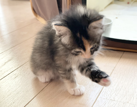 人馴れ抜群✨可愛い三毛1ヶ月❤️